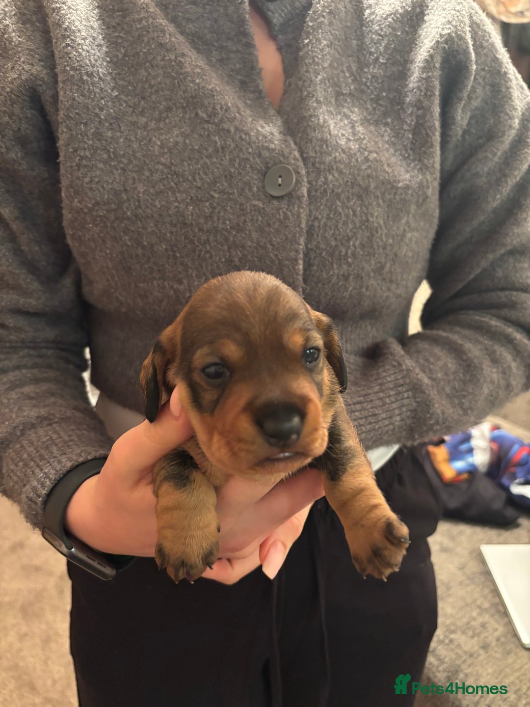Dachshund dogs for sale: 3 gorgeous Teckel Dachshunds - Image 8