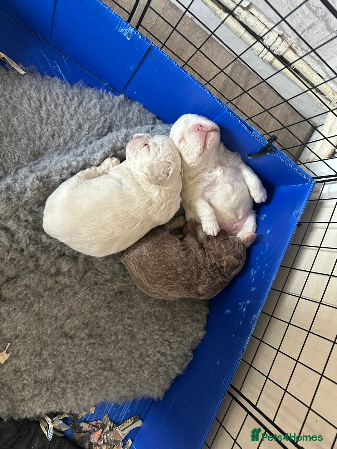 French Bulldog dogs for sale: Rare Fluffy French Bulldog Puppies READY NOW - Advert 7
