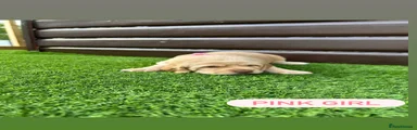 Cockerdor Puppy 5