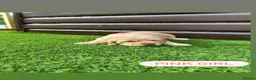 Cockerdor dogs for sale: 6 beautiful cockerdor puppies - Advert 11