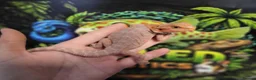 Bearded Dragon reptiles for sale: Bearded dragon at Wicked Exotics  - Advert 3