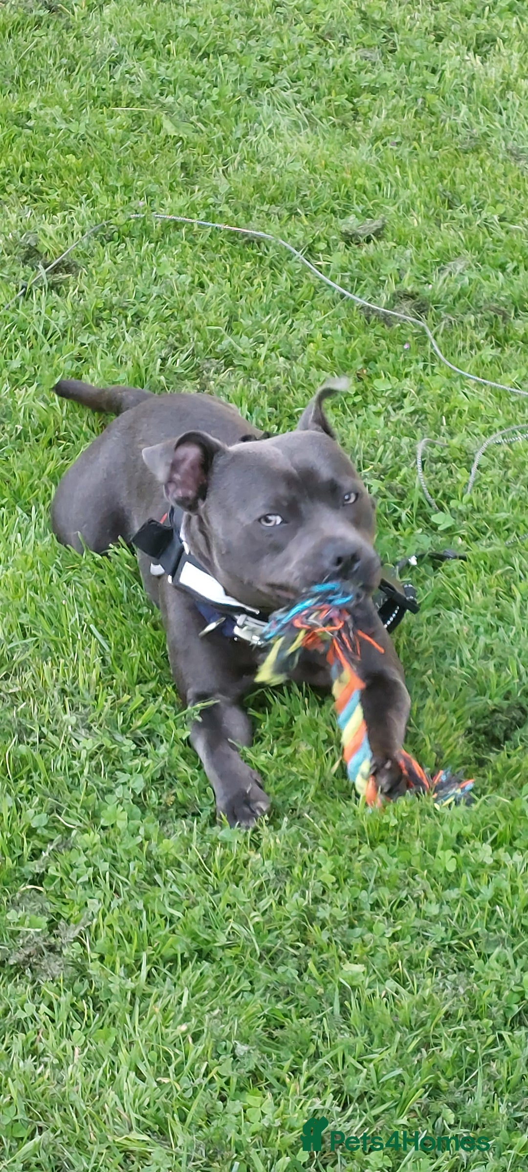 Staffordshire Bull Terrier dogs for stud: Blue short leg staffy for stud - Image 7