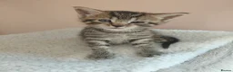 Maine Coon cats for sale: Half main coon kittens - Advert 35