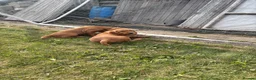 Cocker Spaniel dogs for sale: Cocker spaniel puppies  - Advert 2