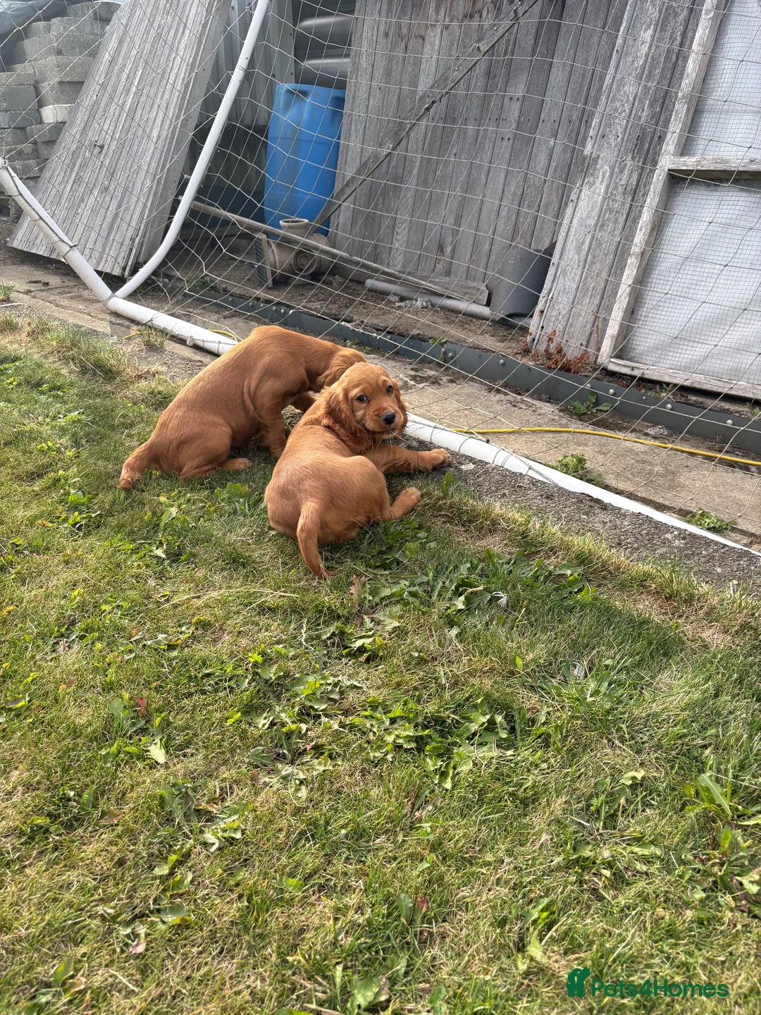 Cocker Spaniel dogs for sale: Cocker spaniel puppies  - Advert 2