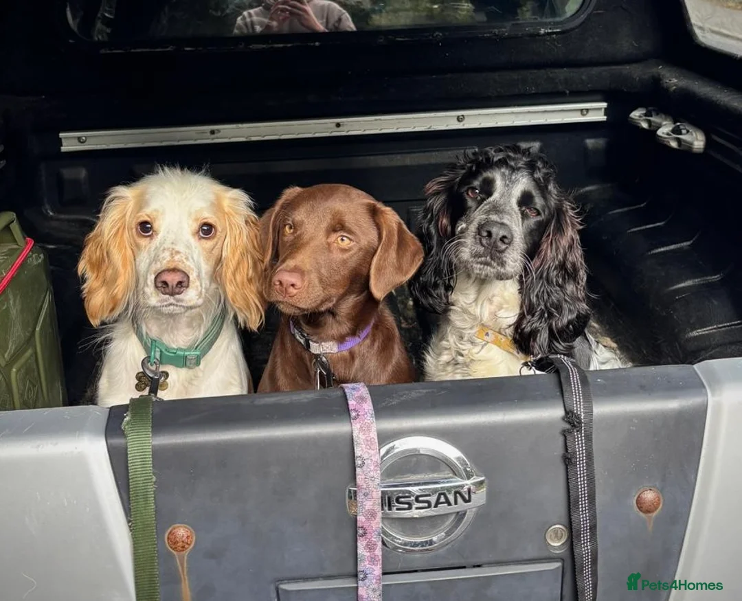 Borador dogs for sale: Lab/Collie new home - Advert 1