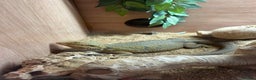 Bearded Dragon reptiles for sale: Bearded dragon - Advert 5