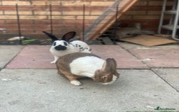 English rabbits for sale: Pair of Rabbits  - Image 4
