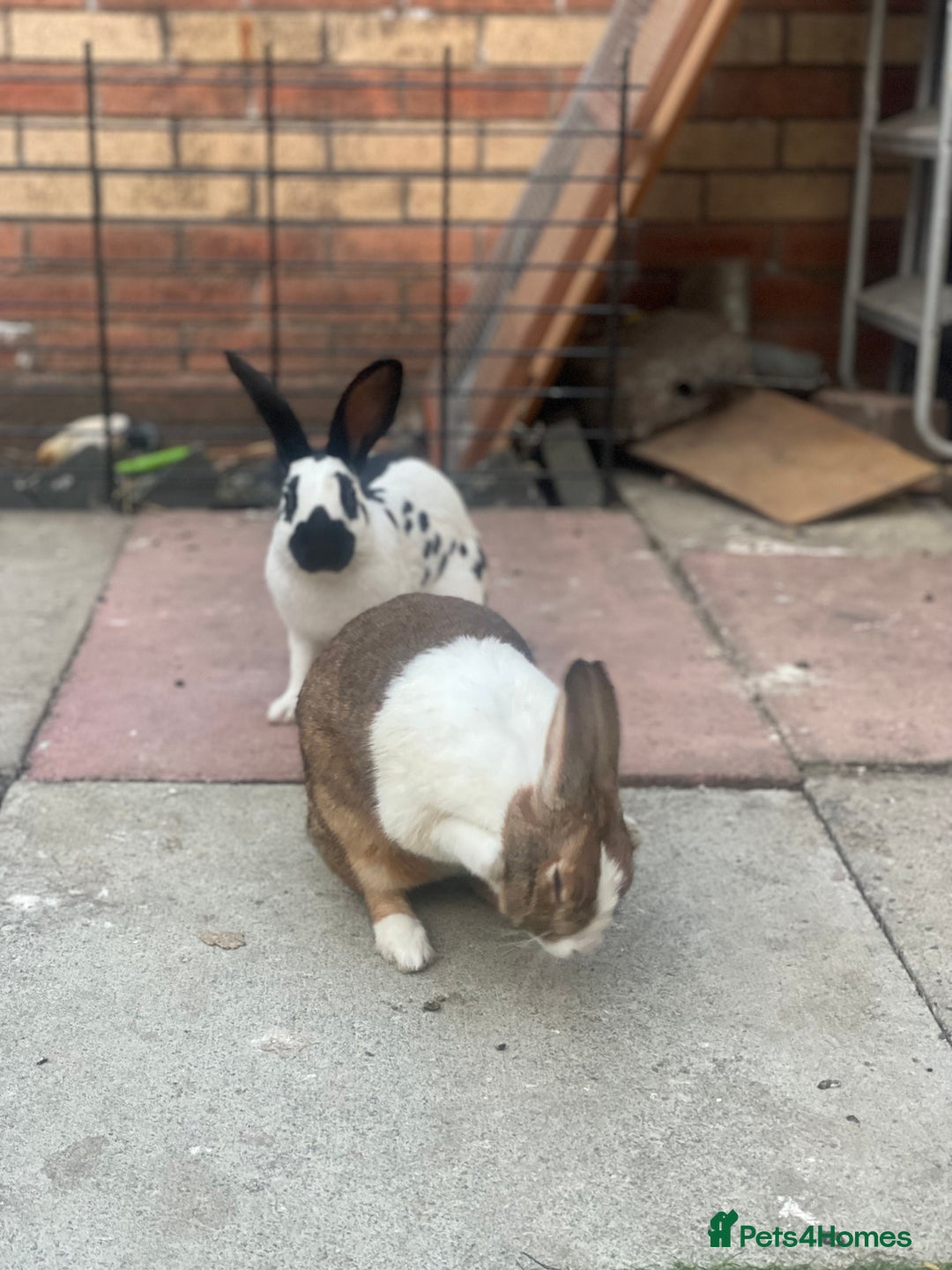 English rabbits for sale: Pair of Rabbits  - Image 4