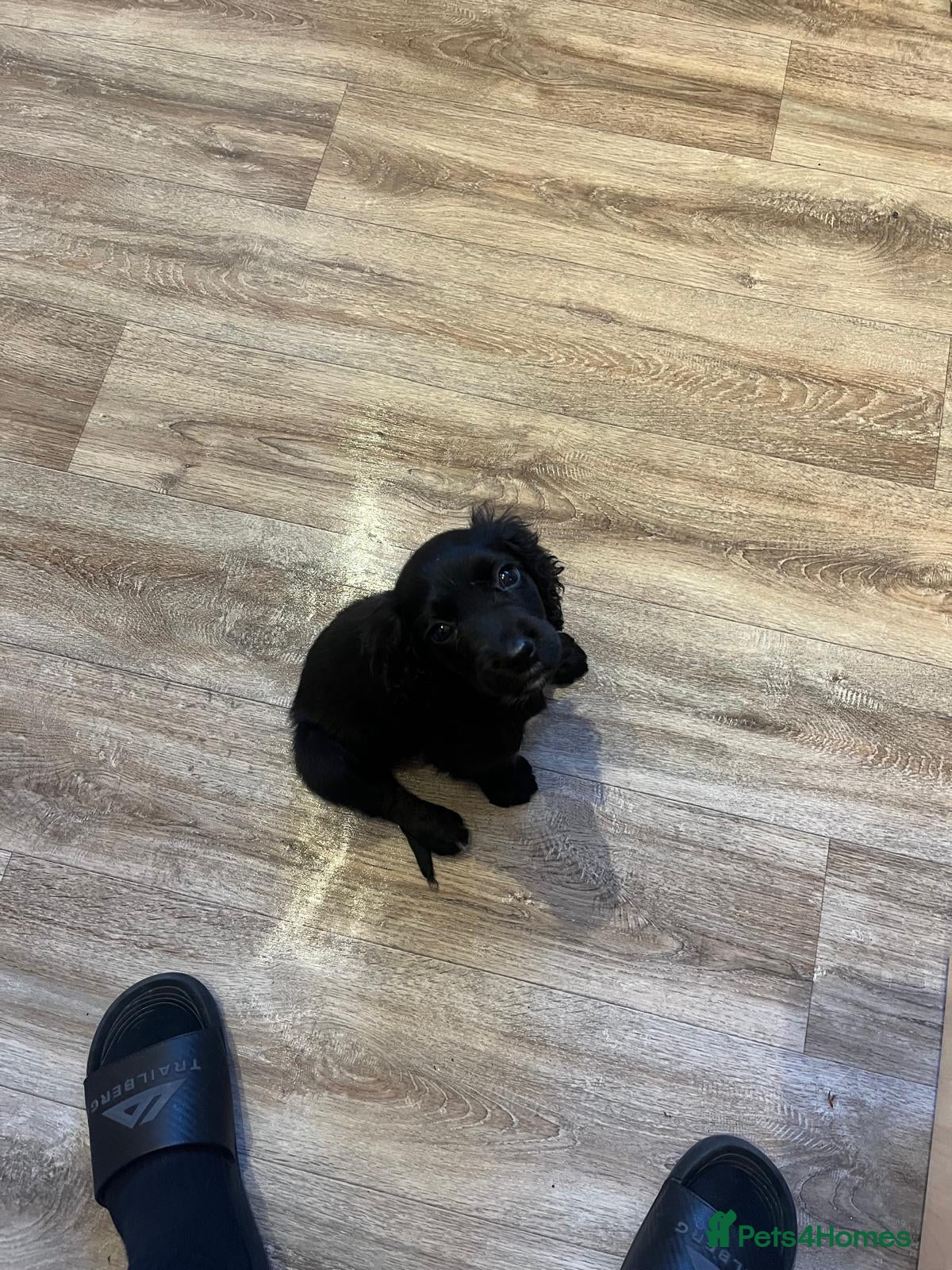 Cocker Spaniel dogs 12 week old cocker spaniel girl - Advert 18