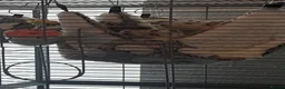 Rat rodents for sale: 4 female rats with cage and accessories  - Advert 7