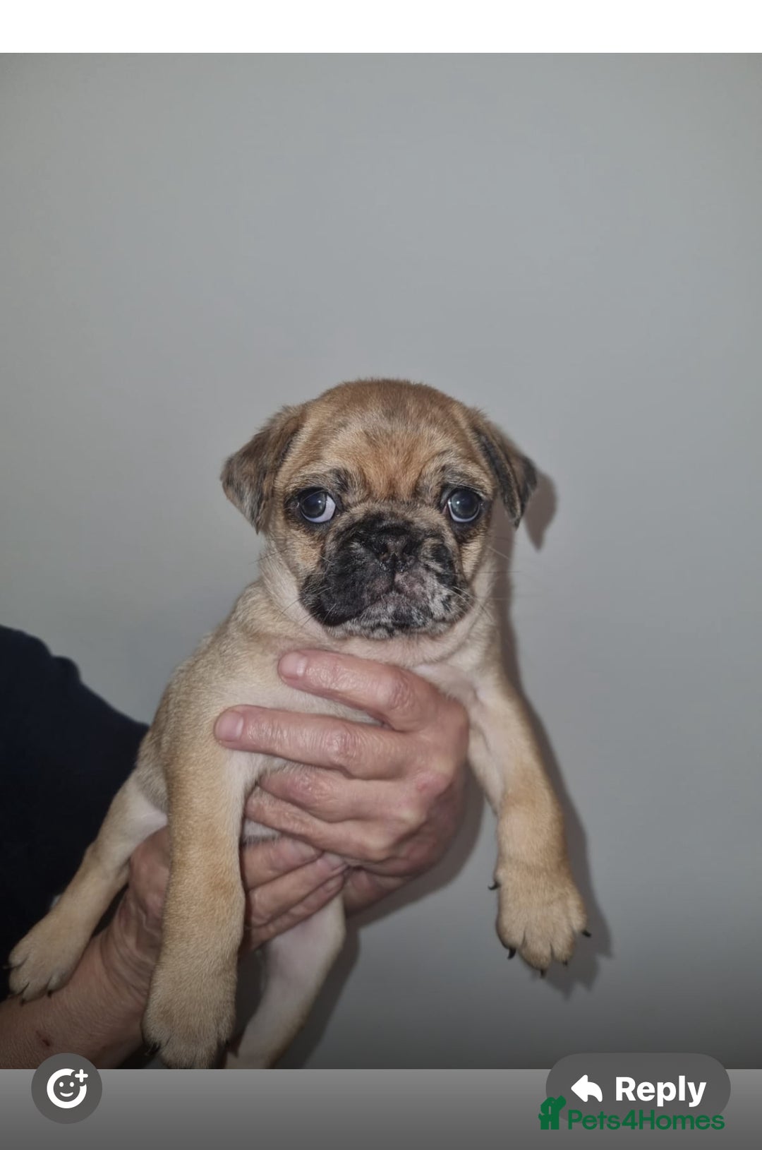Pug dogs for sale: Merle pug puppies all carry the  Fluffy gene 💙🤍 - Image 5