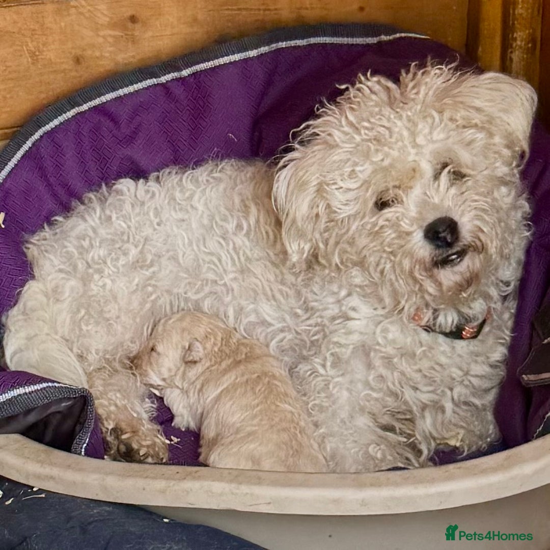 Poochon dogs for sale: Toy Poochon girl  - Image 4