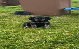 Mixed Breed dogs for sale: Beautiful Puppies ready for a loving home🥰 - Image 8