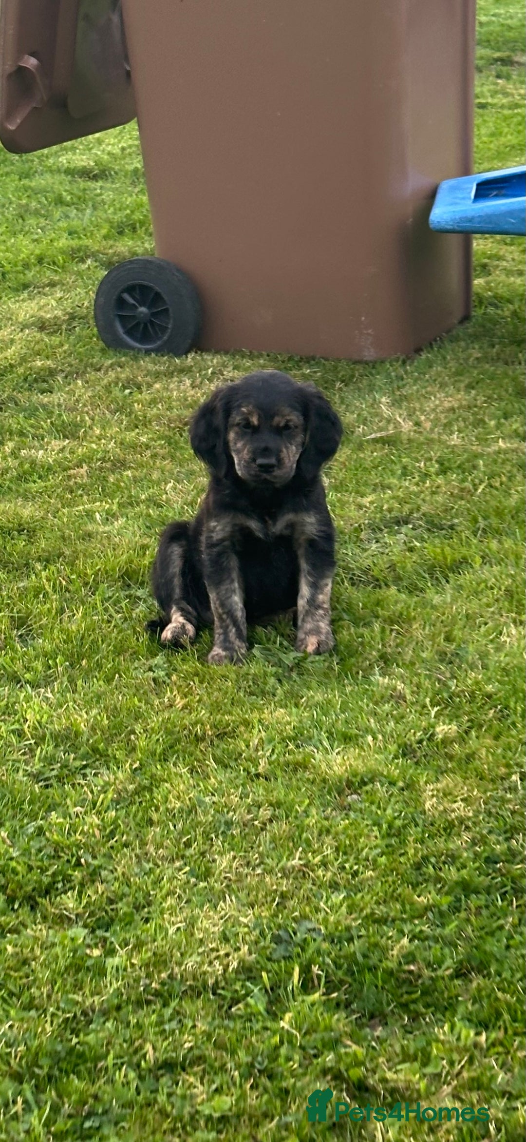 Mixed Breed dogs for sale: Beautiful Puppies ready for a loving home🥰 - Image 8