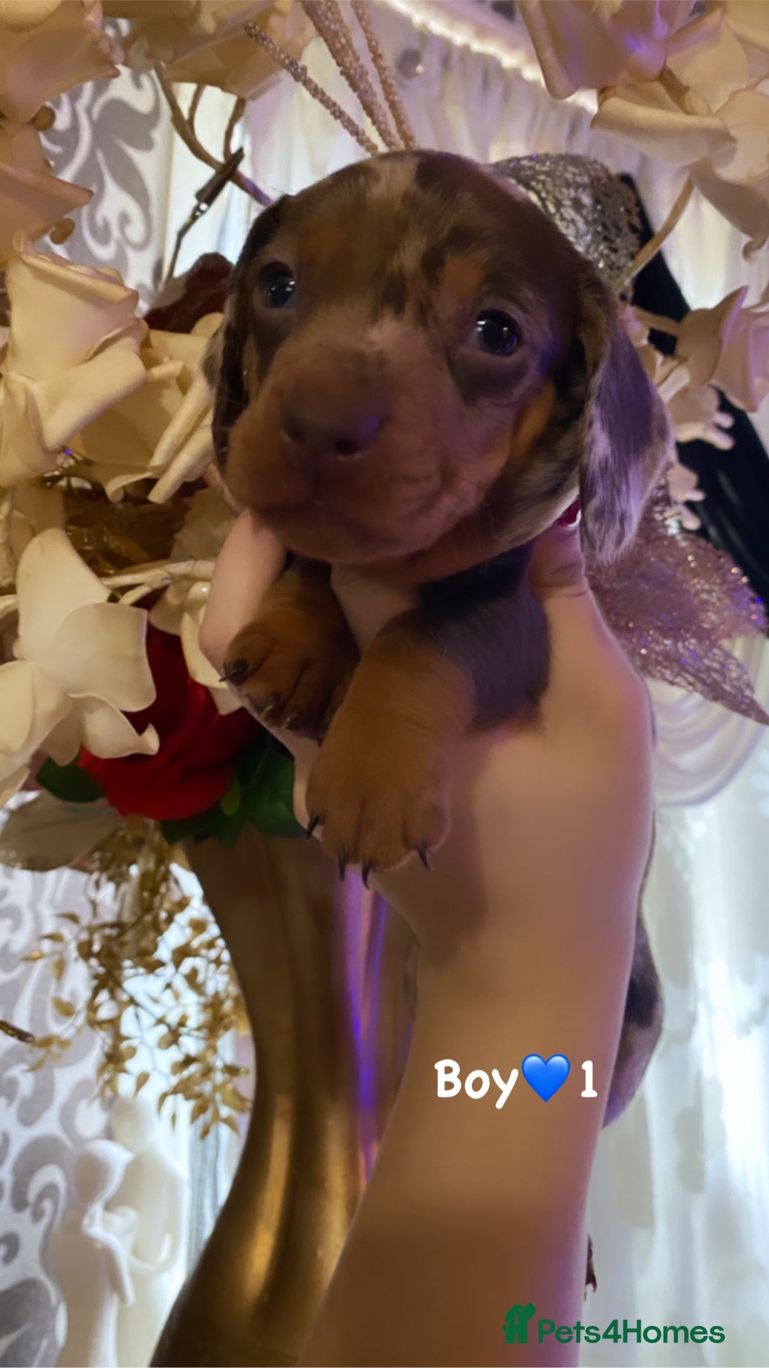Miniature Dachshund dogs for sale: Miniature dachshund puppies available! - Advert 2