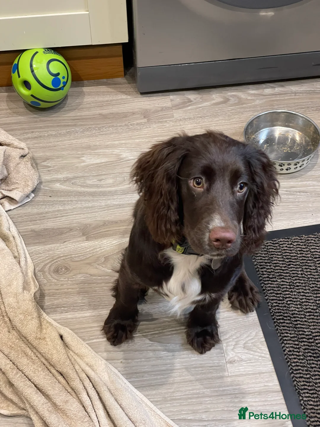 Cocker Spaniel dogs for sale: Gorgeous cocker spaniel  - Advert 3