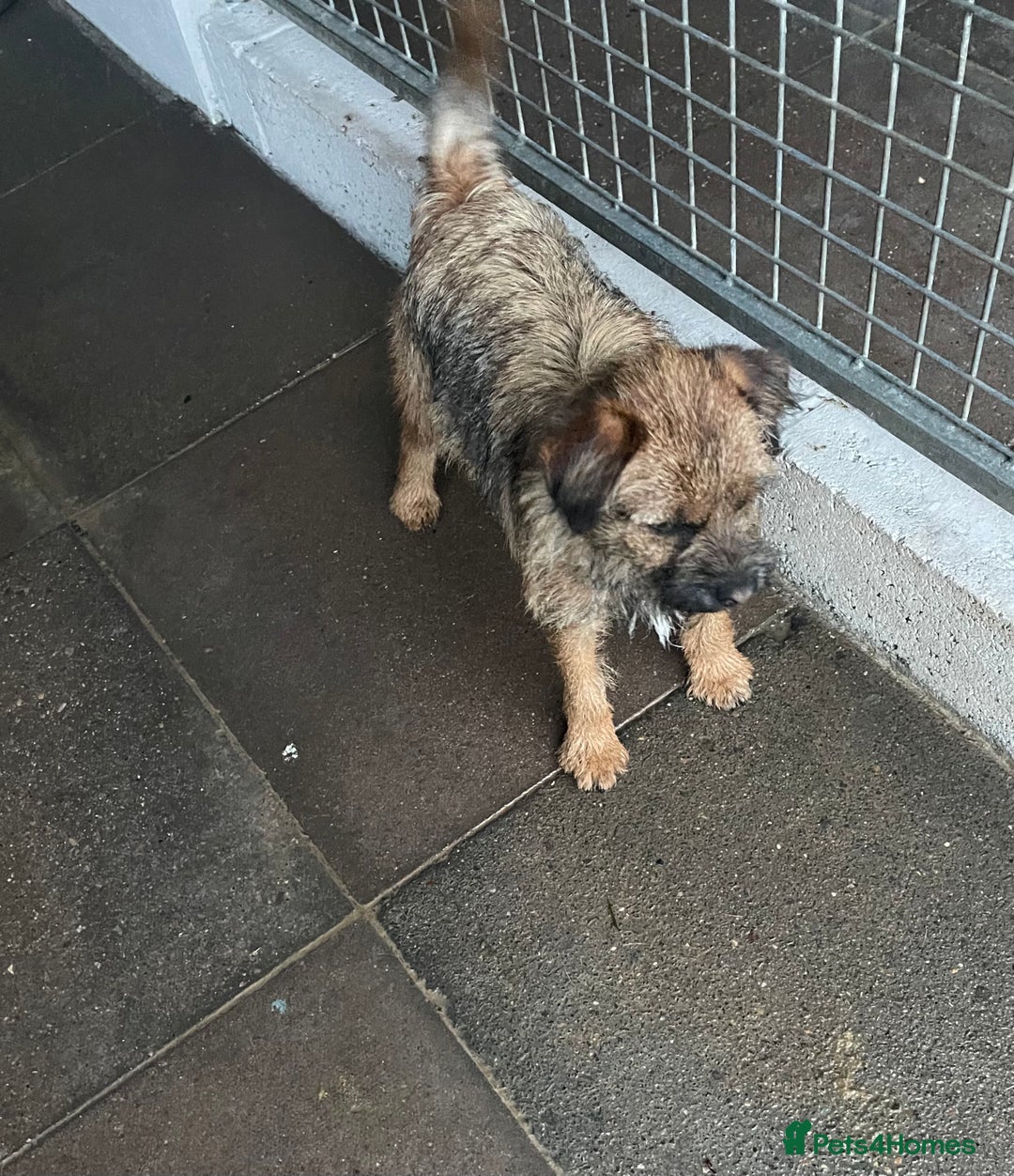 Border Terrier dogs for sale: Border terrier bitch kc reg - Image 10