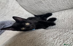 British Shorthair cats for sale: Last kittens available  - Image 3