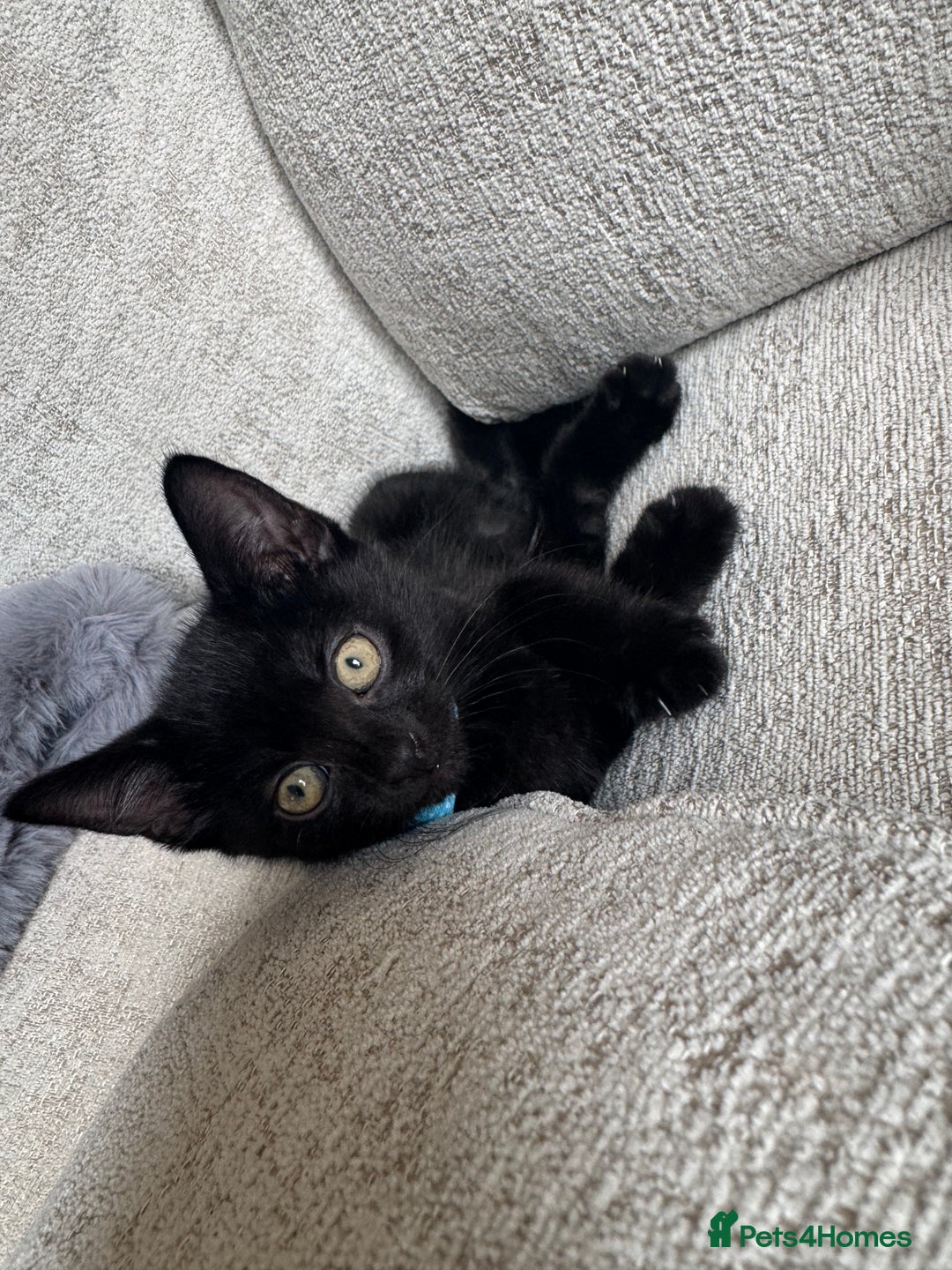 British Shorthair cats for sale: Last kittens available  - Image 3