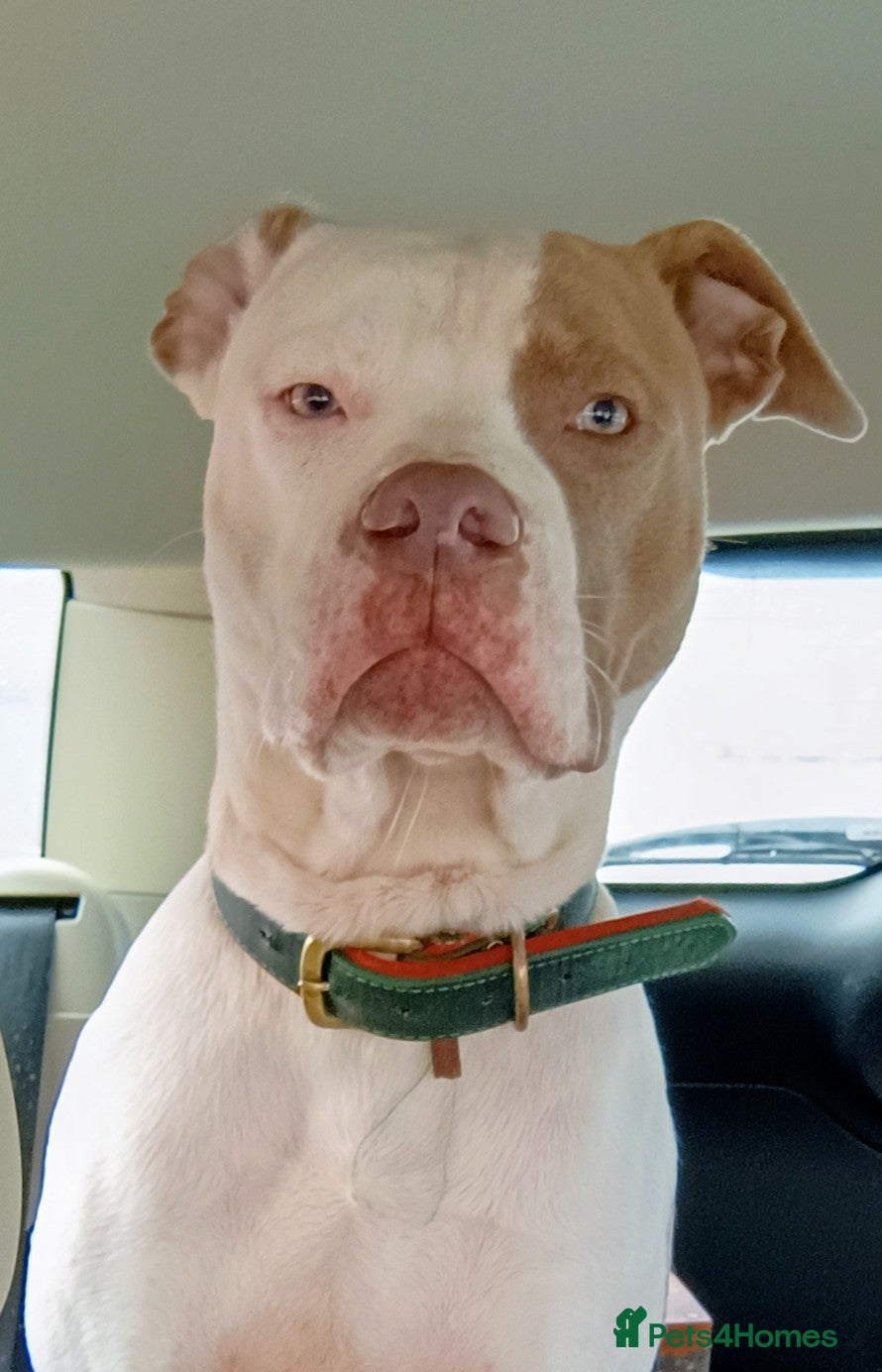 American Bulldog dogs American Scott Type Bulldog for adoption  - Advert 1