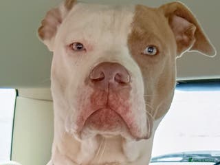 American Bulldog dogs American Scott Type Bulldog for adoption - Advert 1