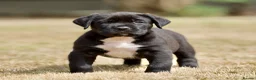Presa Canario dogs for sale: BLACK PRESA PUPS - Advert 3