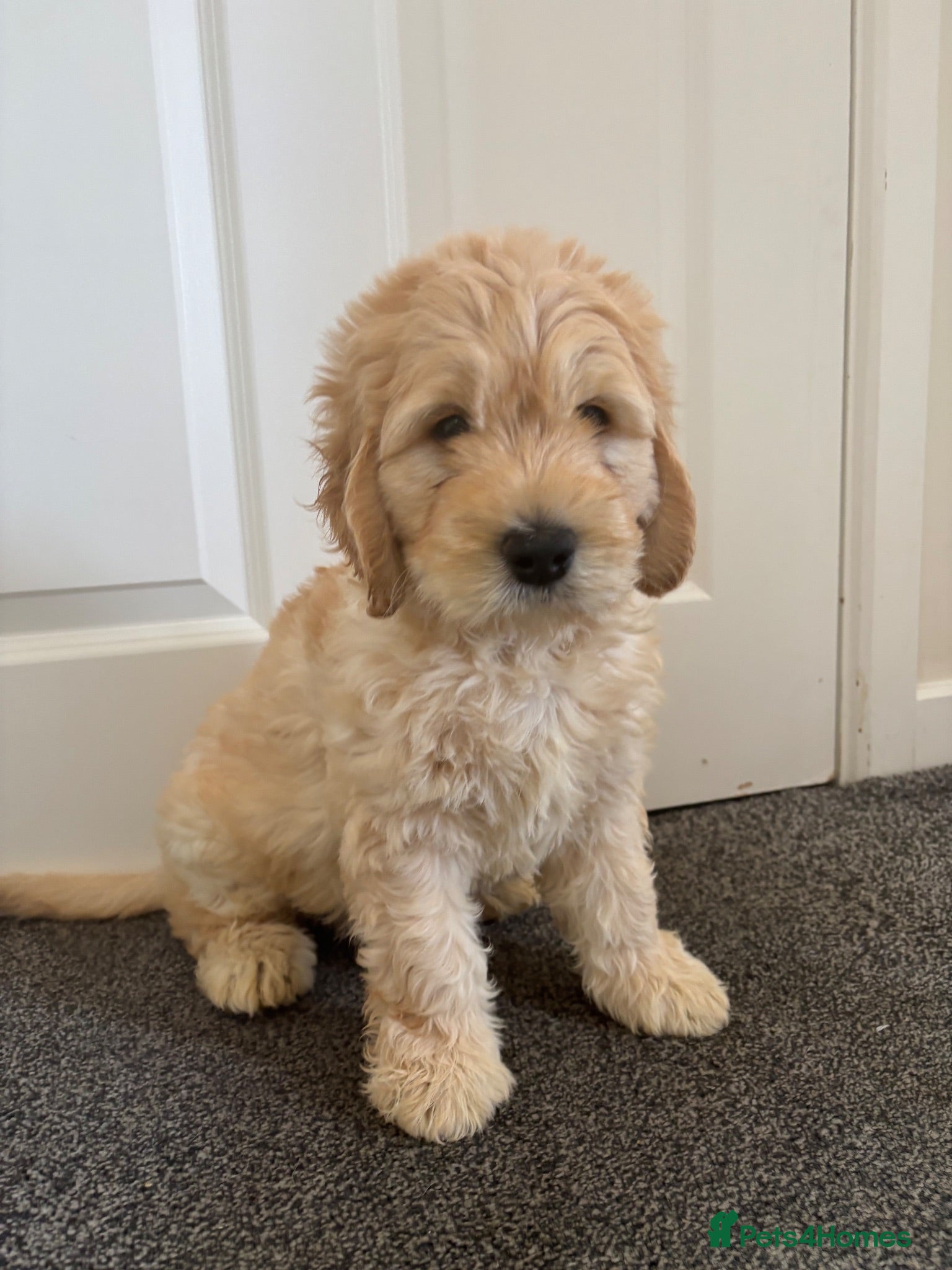 Mixed Breed dogs DNA tested Stunning labradoodle puppies - Advert 2