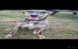 Lurcher dogs for adoption: Rosie - Image 1
