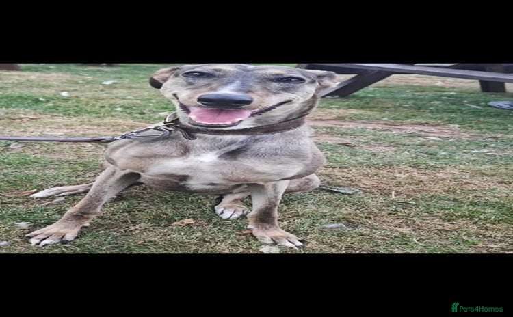 Lurcher dogs - Advert 1