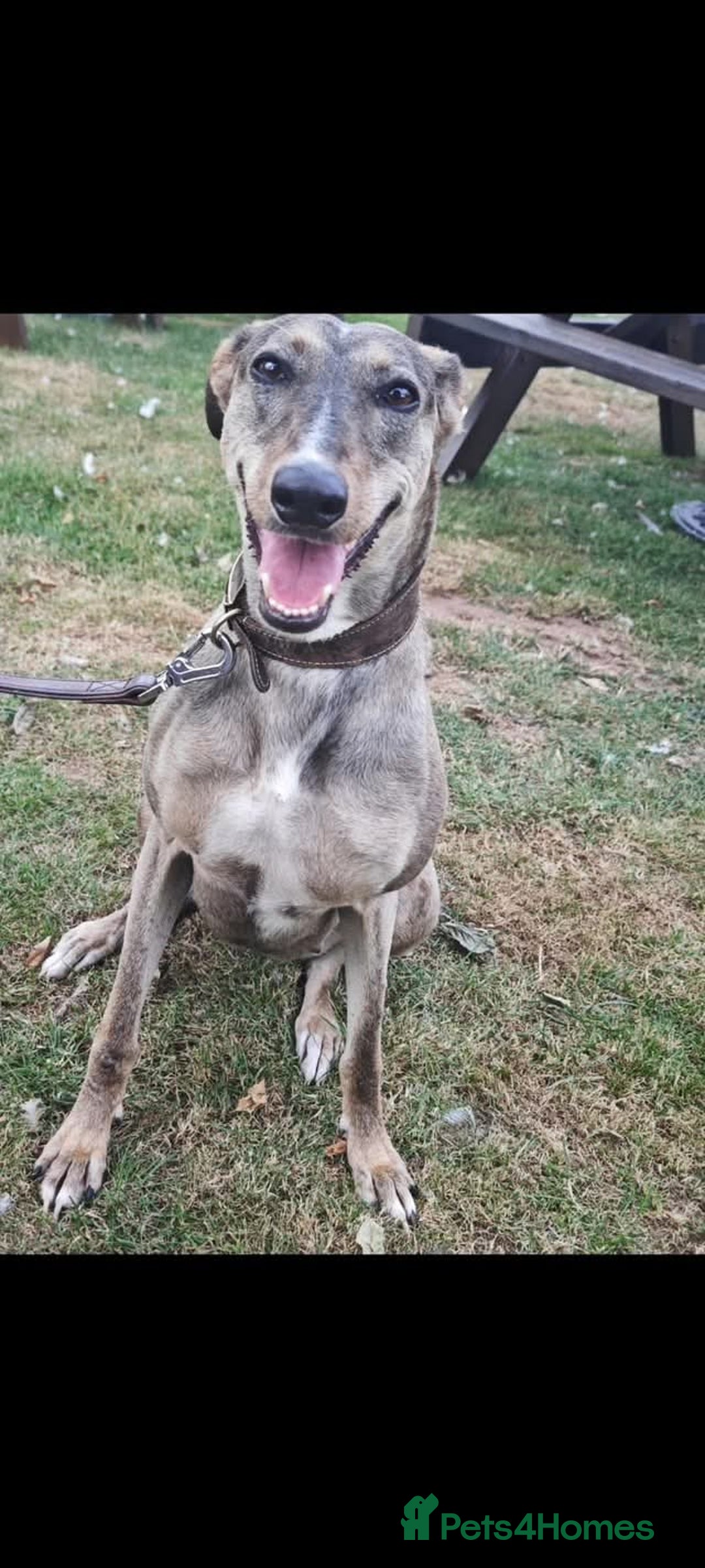 Lurcher dogs for adoption: Rosie - Image 1