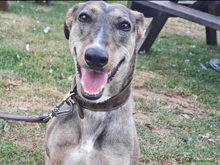 Lurcher dogs Rosie - Advert 18