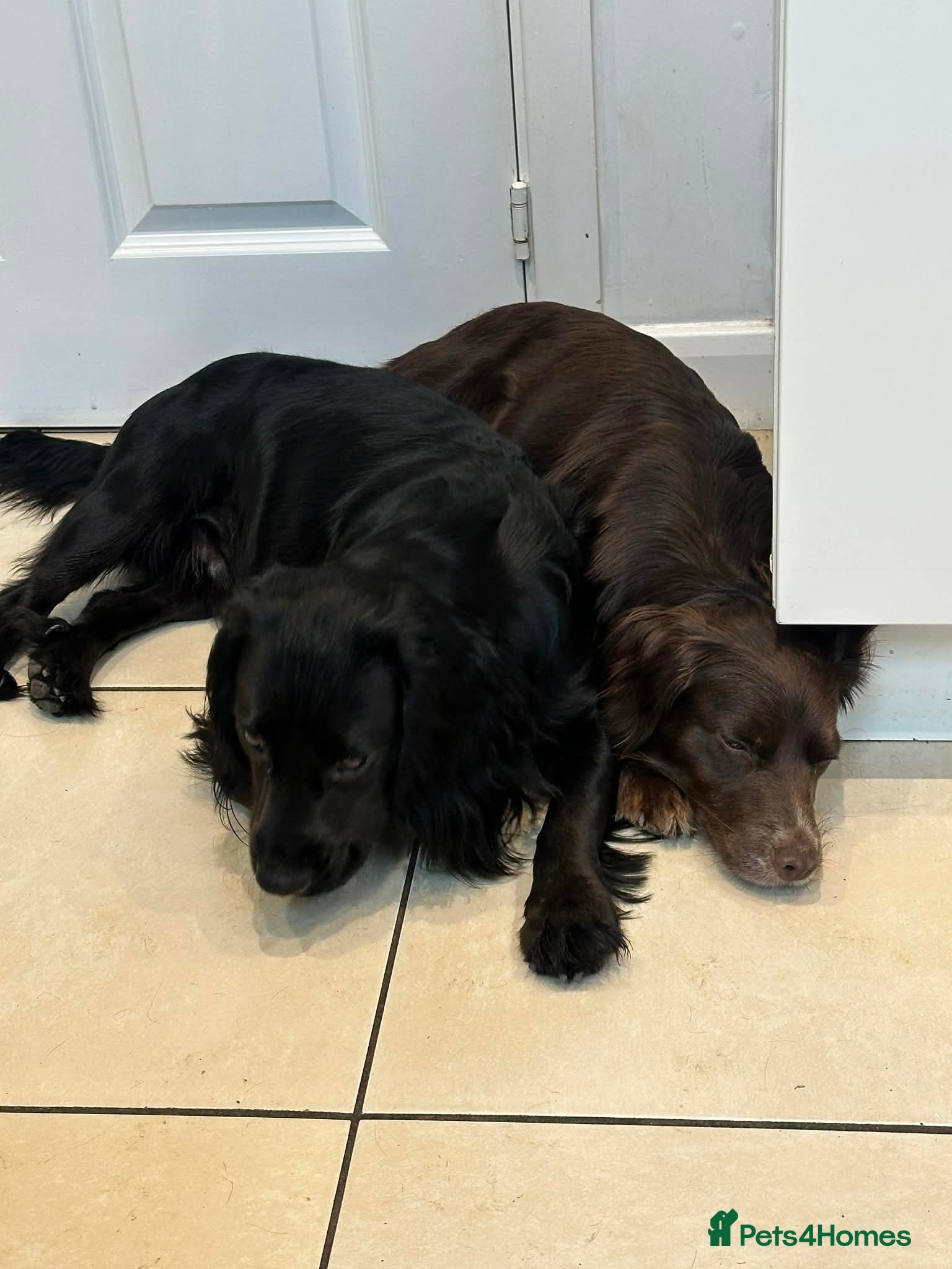 Marlie and Milo 