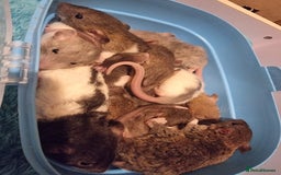 Rat rodents for sale: Baby rats looking for 5*homes only  - Advert 17