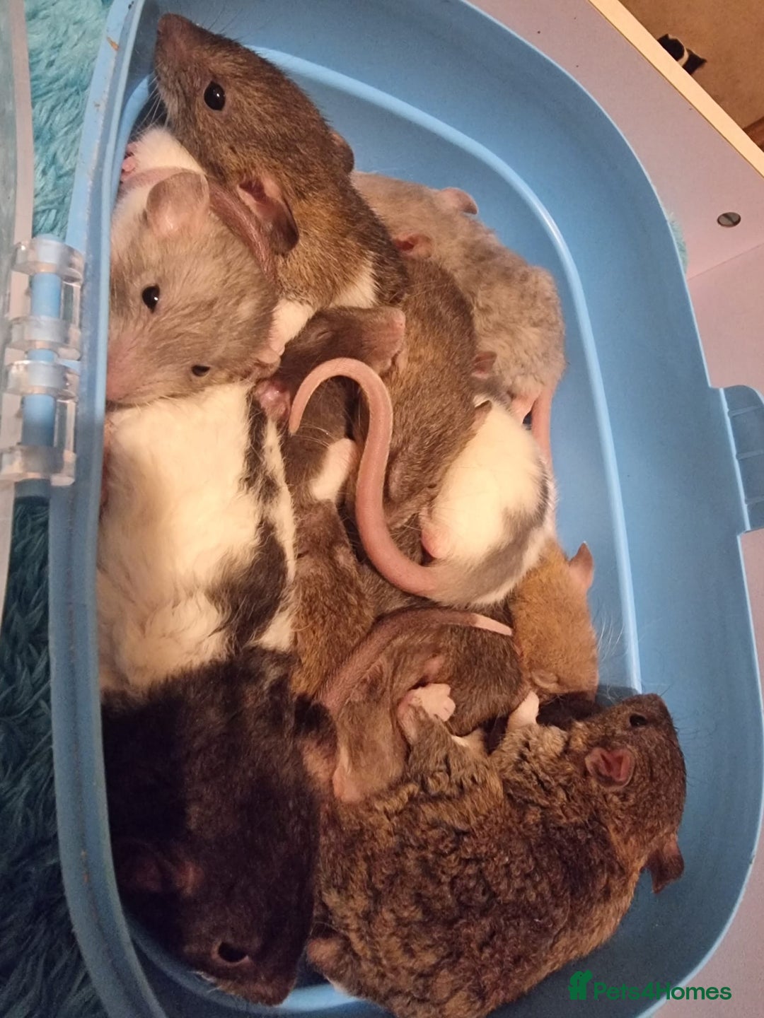 Rat rodents for sale: Baby rats looking for 5*homes only  - Advert 17