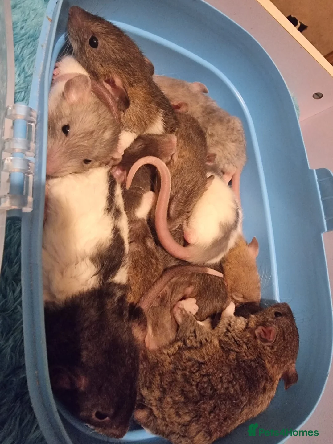 Rat rodents for sale: Baby rats looking for 5*homes only  - Advert 24