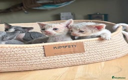 Devon Rex cats for sale: Adorable pure Devon Rex kittens  - Image 4