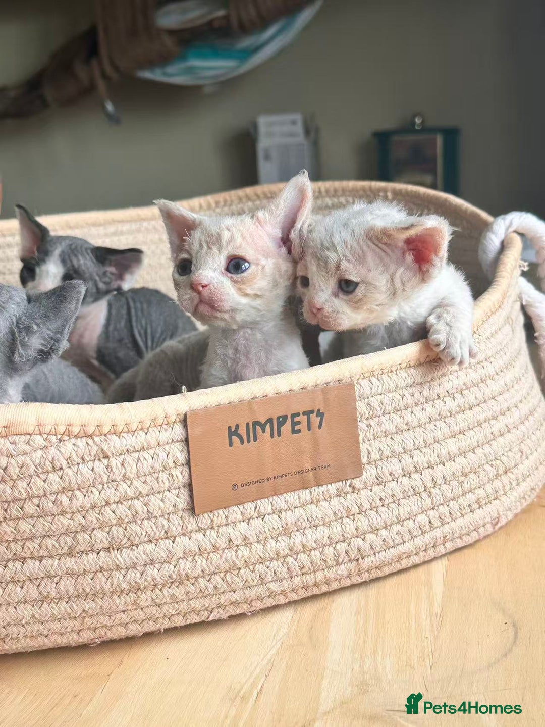 Devon Rex cats for sale: Adorable pure Devon Rex kittens  - Image 4