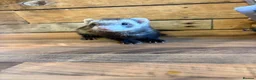 Ferret rodents for sale: Female ferret  in Cwmbran - Advert 2