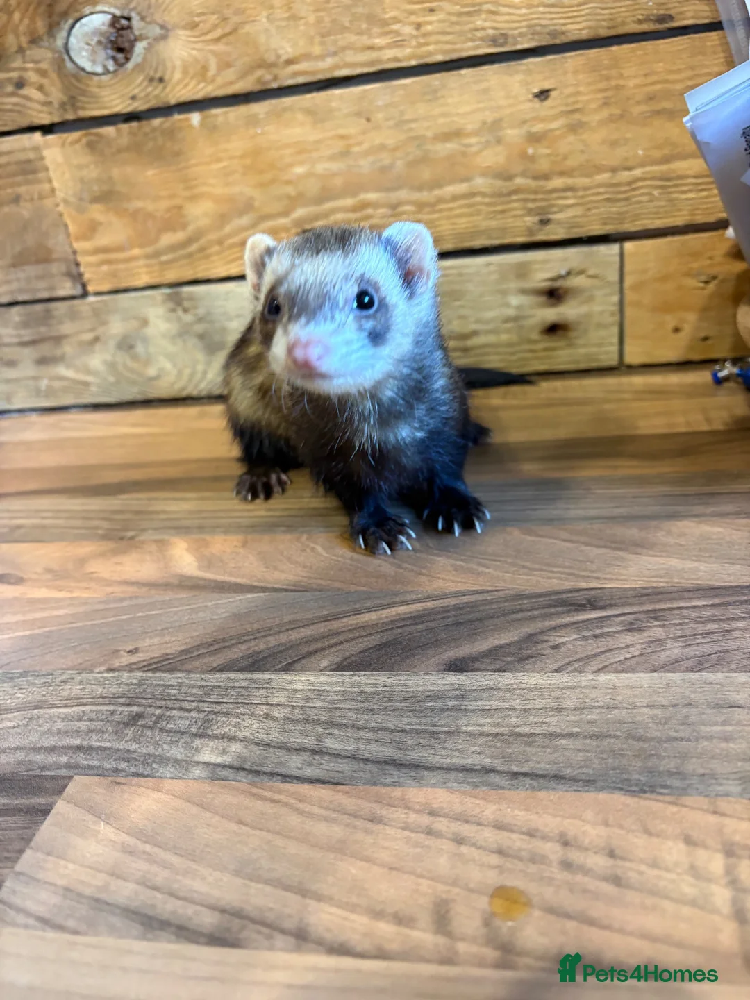 Ferret rodents for sale: Female ferret  in Cwmbran - Advert 2