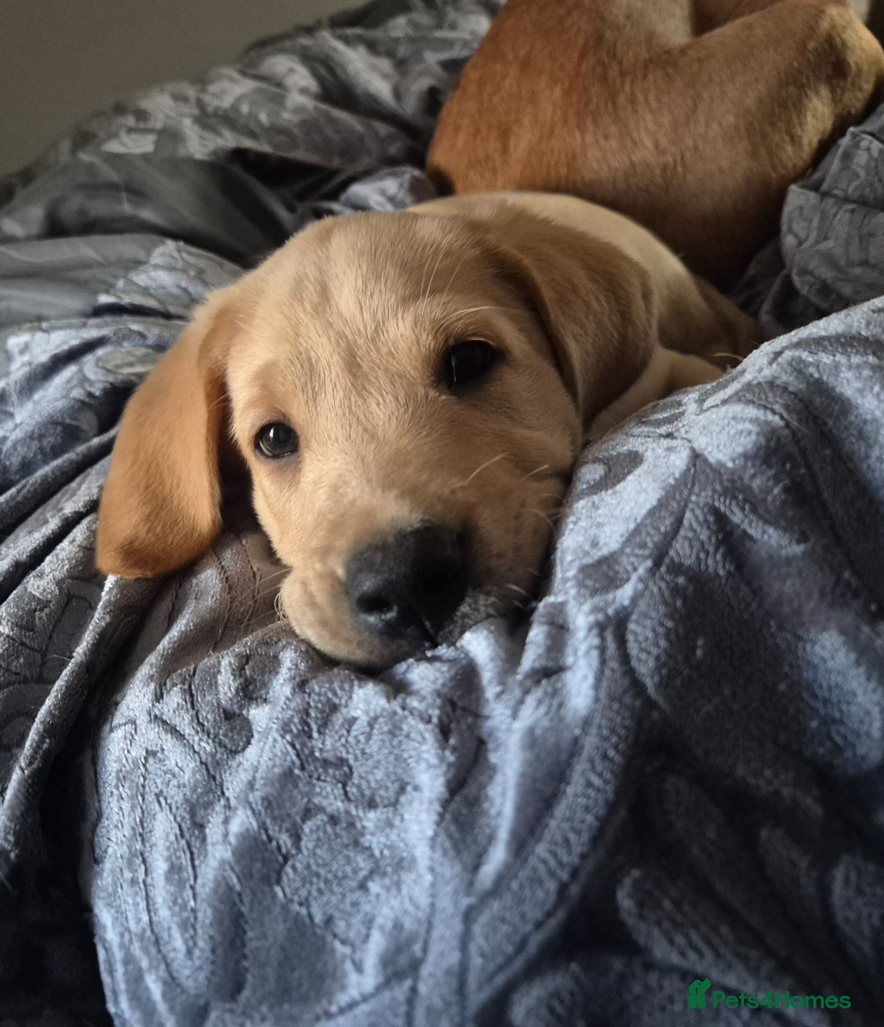 Labrador Retriever dogs 1 fox red labrador Male left F.T.C. bloodlines. - Advert 2