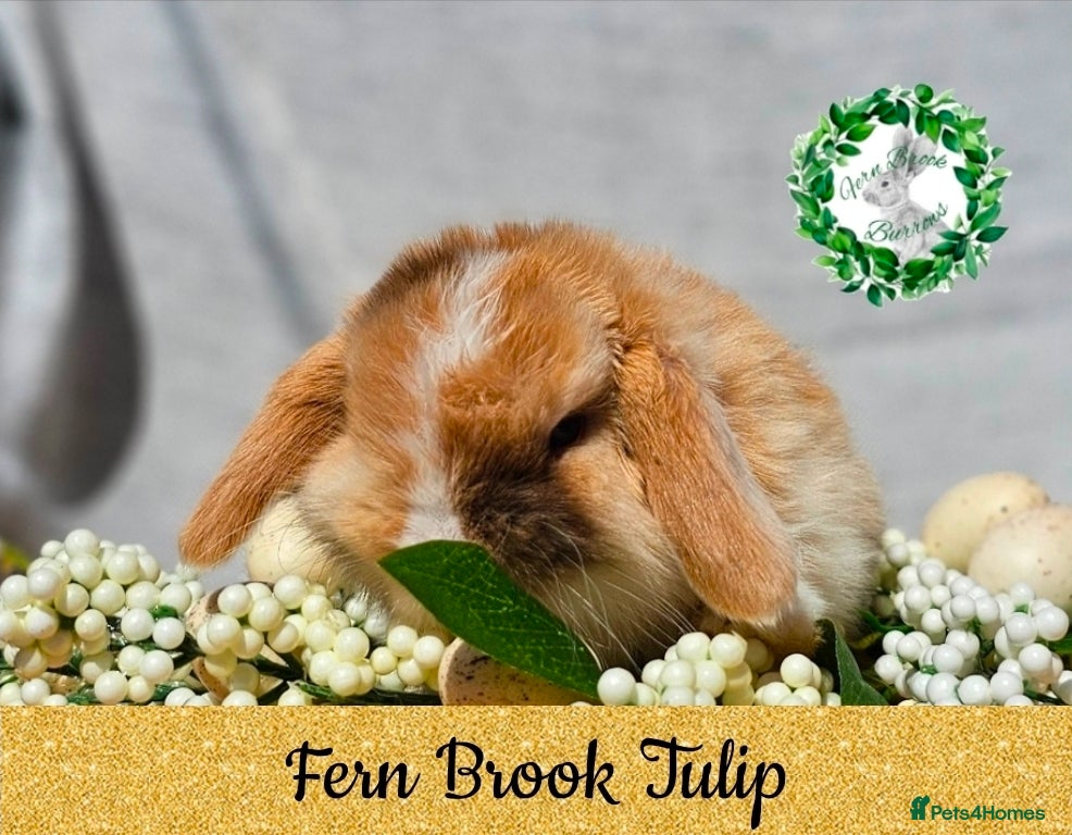 Mini Lop rabbits Vaccinated Miniature Lops  - Advert 13