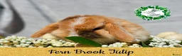 Mini Lop rabbits for sale: Vaccinated Miniature Lops  - Advert 6