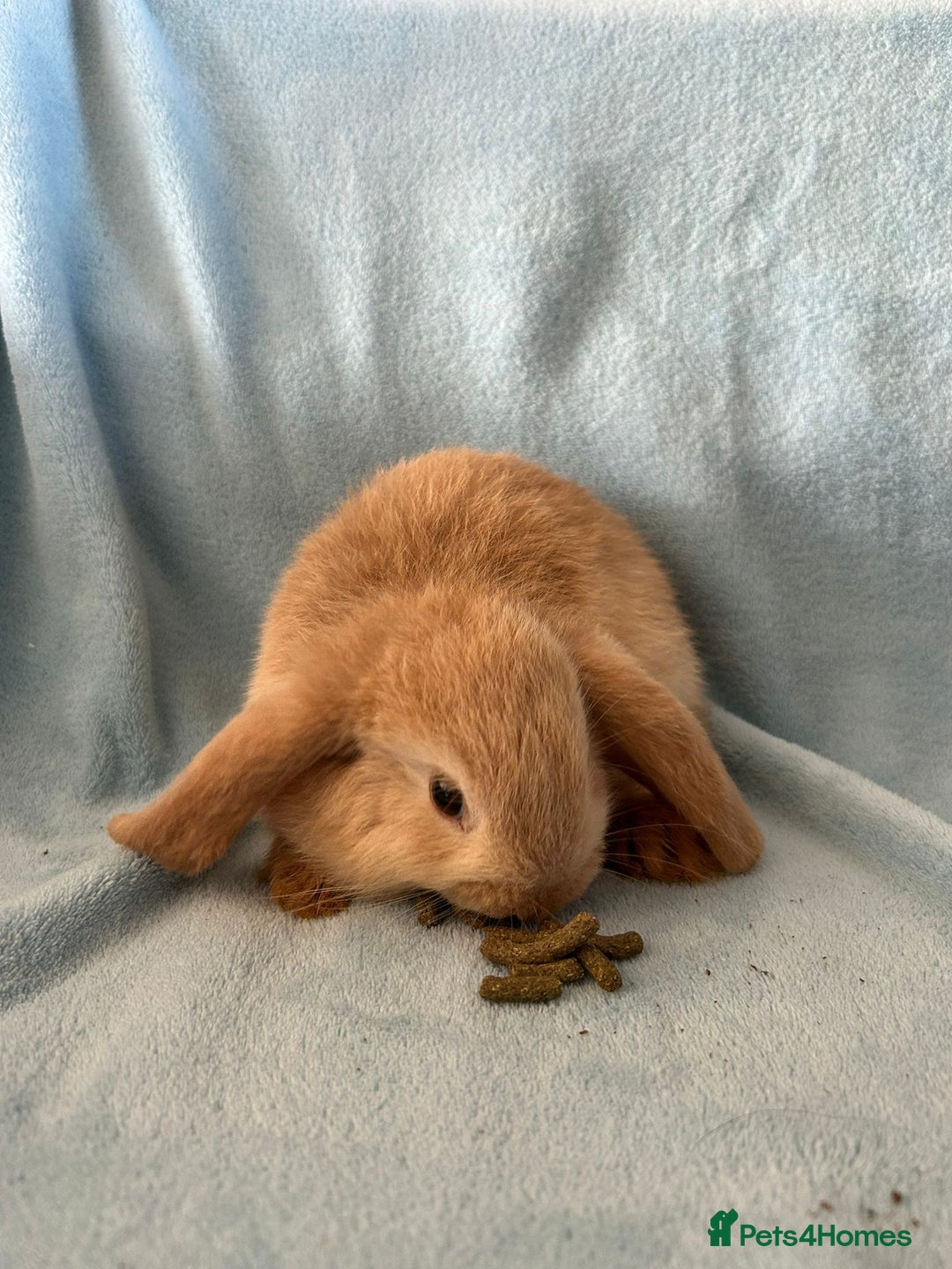 Mini Lop rabbits for sale: Pure Breed Mini Lop baby bunnies ready 1st Aug - Image 22