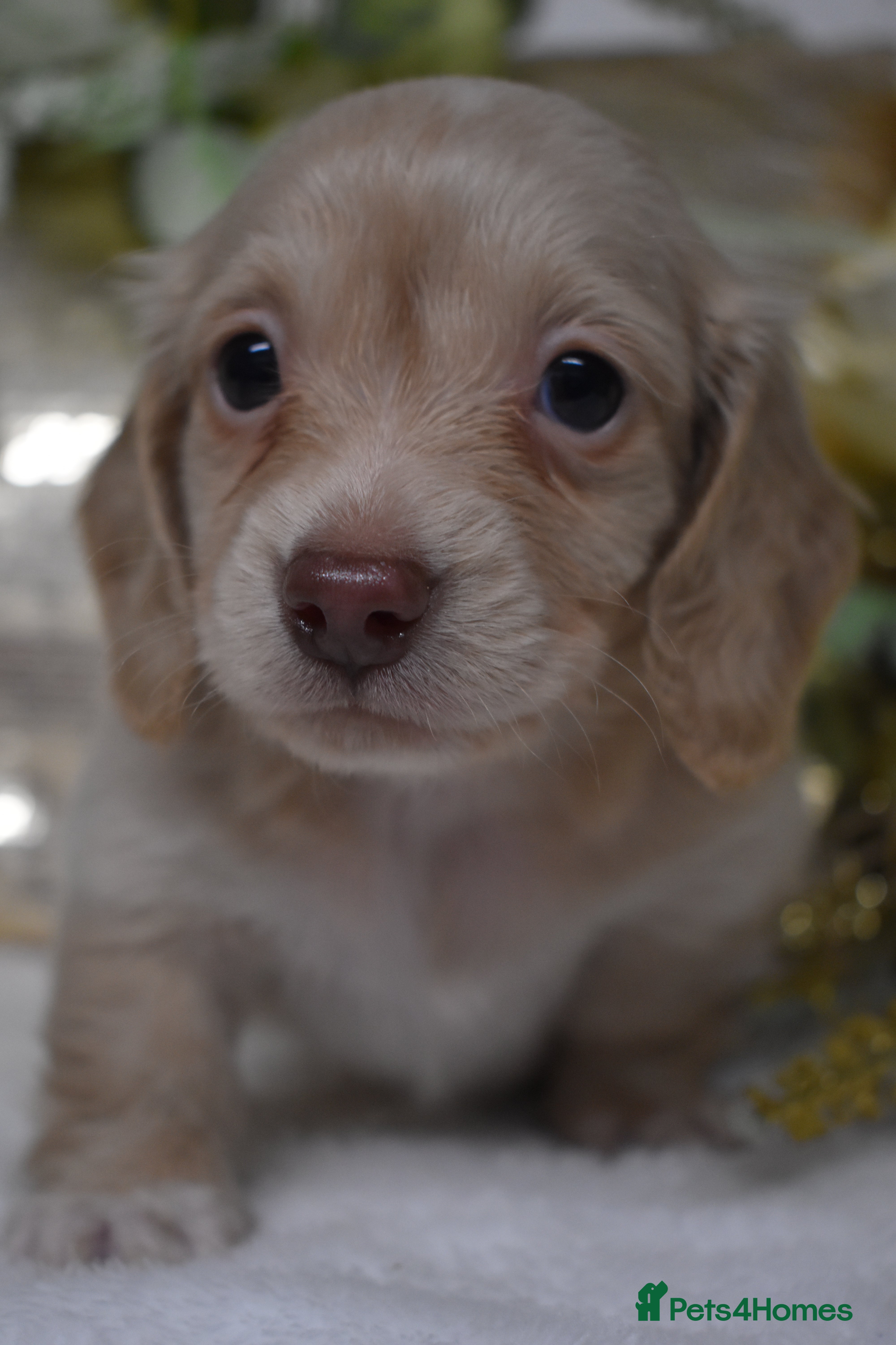 Miniature Dachshund dogs KC Miniature Dachshund Long Coat - Advert 6