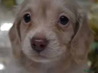 Miniature Dachshund dogs KC Miniature Dachshund Long Coat - Advert 4