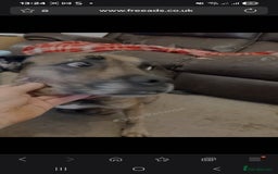 Mixed Breed dogs for sale: Beautiful male - Image 7