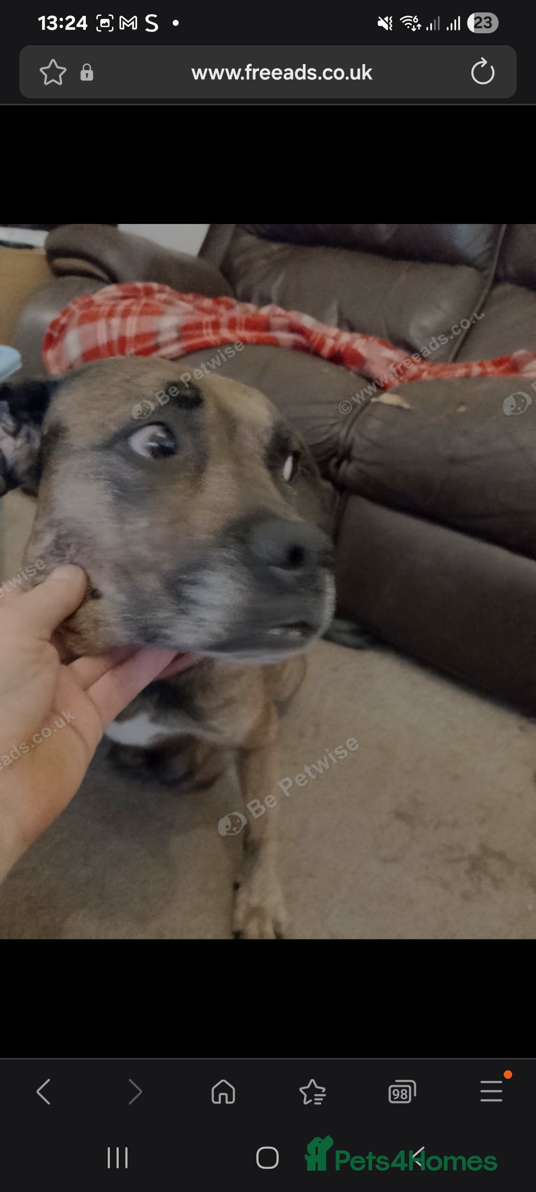 Mixed Breed dogs for sale: Beautiful male - Image 7