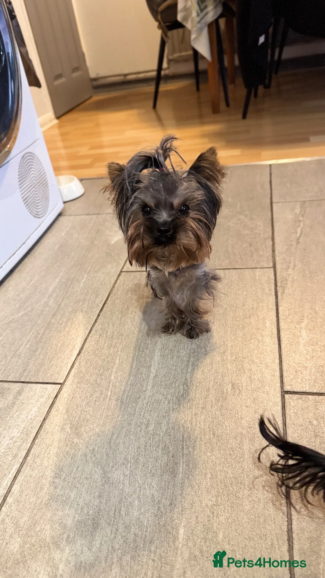 Yorkshire Terrier dogs for stud: Tiny yorkie boy for stud - Advert 5