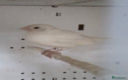 Canaries birds for sale: Canaries  - Image 25